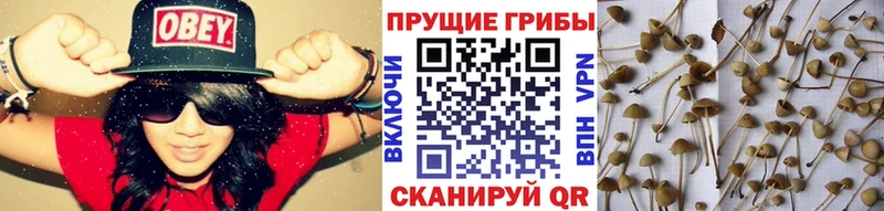 Купить закладки  Карабулак  Галлюциногенные грибы MAGIC MUSHROOMS 